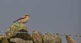 Wheatear by biffobear, photography->birds gallery