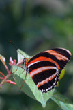 Butterfly 7 by Michi84, Photography->Animals gallery