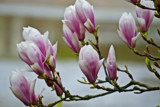 Magnolias by Ramad, photography->flowers gallery