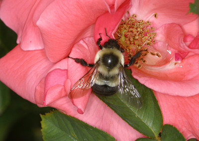 Click here to view at full resolution.