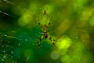 Click here to view at full resolution.