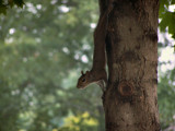 The Squirrel by bfrank, Photography->Animals gallery