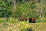 Bison in Repose by Eubeen, photography->animals gallery