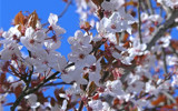 Blossom from Flossom by gonedigital, Photography->Flowers gallery