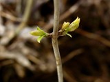 First Leaves of Spring by kjh000, photography->nature gallery