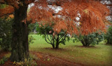 Unusual Tree by Starglow, photography->general gallery