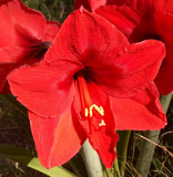Knock Yer Eyeballs Out Red by PatAndre, photography->flowers gallery