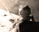 The ever watchfull... by Zeniac, photography->reptiles/amphibians gallery