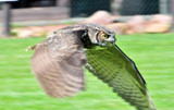 Raptor accelerating by Blackhare, photography->birds gallery