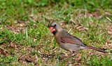 Mrs. Charlie Cardinal II by LakeMichigan, photography->birds gallery