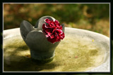 Foofy In The Bird Bath by Jimbobedsel, photography->flowers gallery