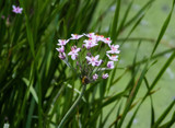Flowering Rush by Pistos, photography->flowers gallery