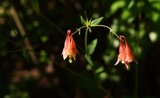 Woodland Columbine by tigger3, photography->flowers gallery
