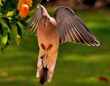 Landing Gear...Down by SR21, Photography->Birds gallery