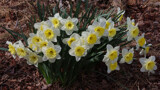 Daffs In Bloom by jerseygurl, photography->flowers gallery