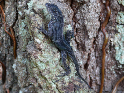 Click here to view at full resolution.
