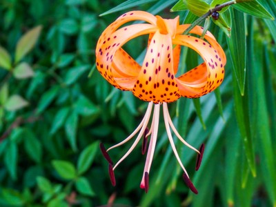 Click here to view at full resolution.