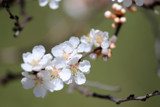 Cherry Blossoms by Pistos, photography->flowers gallery