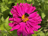 A Colorful Bloom With a Guests by Tiggs, photography->flowers gallery