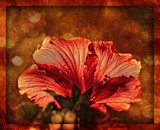 textured hibiscus... by nanadoo, photography->manipulation gallery