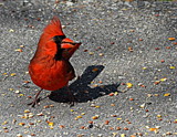 Me And My Shadow by LakeMichigan, photography->birds gallery