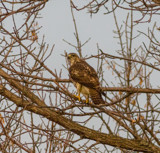 Sharp-Shinned Hawk by Pistos, photography->birds gallery