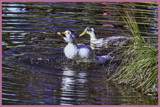 OOOOOOOOOH!!! by nanadoo, photography->birds gallery