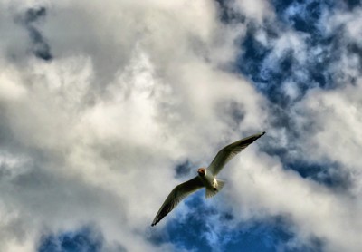 Click here to view at full resolution.