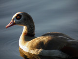 Alopochen aegyptiacus by rvdb, photography->birds gallery