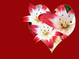 Stargazer Lily Heart by wheedance, Holidays gallery