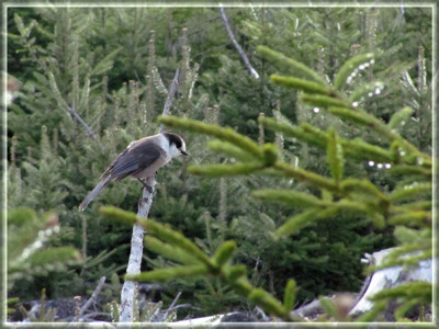 Click here to view at full resolution.