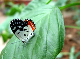 Close watch-11 by sahadk, Photography->Butterflies gallery