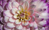 Dahlia by Paul_Gerritsen, photography->flowers gallery