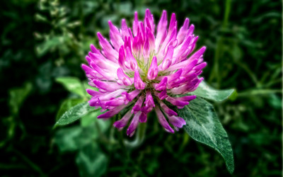 Click here to view at full resolution.