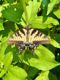 The Eastern Yellow Swallowtail by tigger3, photography->butterflies gallery