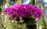 Buddleia by trixxie17, photography->flowers gallery