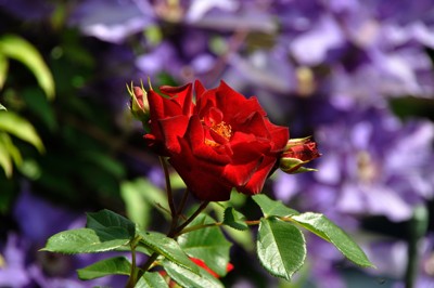 Click here to view at full resolution.