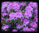Rhododendron by LynEve, photography->flowers gallery