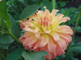 For This Friday by Ramad, photography->flowers gallery