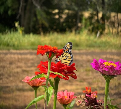 Click here to view at full resolution.