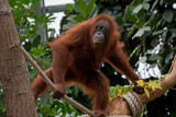 Orangutan by Ramad, photography->animals gallery