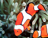 Clowning Around by Texan1968, photography->underwater gallery