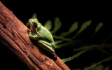 Bump by zunazet, photography->reptiles/amphibians gallery