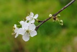 Plum blossoms and buds by elektronist, photography->flowers gallery