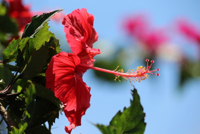 Click here to view at full resolution.