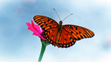 Butterfly 2 by bfrank, photography->butterflies gallery