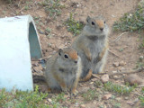 Prarie dogs3 by cirquegoddess, Photography->Animals gallery