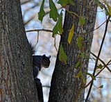 I See You by LakeMichigan, photography->animals gallery