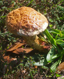 Average Joe by Tinytoes87, Photography->Mushrooms gallery