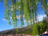 Weeping Willow by koca, photography->nature gallery